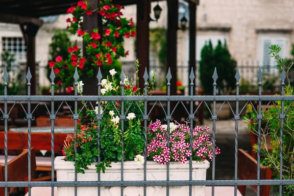 Fiori in vaso nel cortile sono petunia e antirrinum. Fiori — Foto Stock