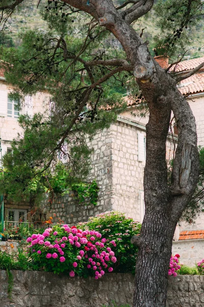 Blühende Hortensien auf den Straßen Montenegros — Stockfoto