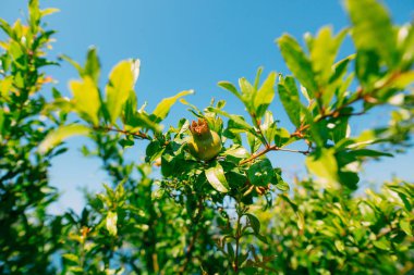 Orta ölçekli nar meyve Monteneg yeşil ağaç üzerinde