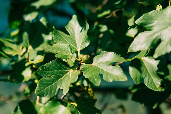 Higueras, pequeños frutos. Higos maduros en el árbol — Foto de Stock