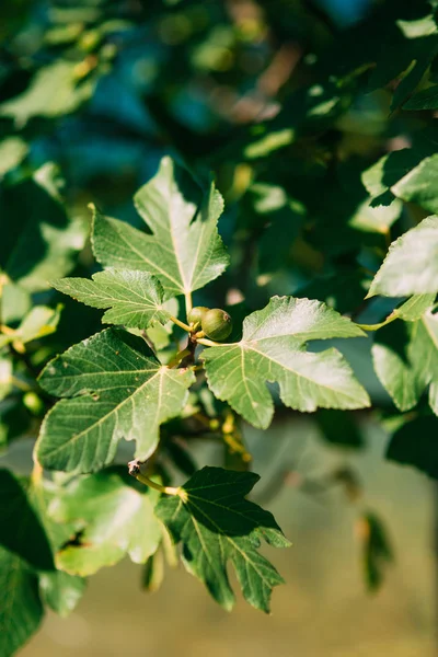 Vijgenbomen, klein fruit. Rijping van vijgen op boom — Stockfoto