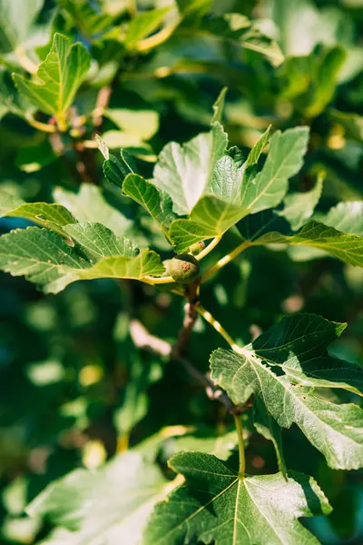 Vijgenbomen, klein fruit. Rijping van vijgen op boom — Stockfoto