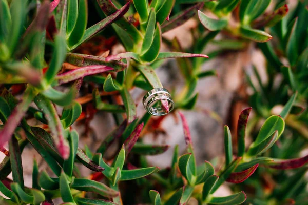 Los anillos de boda en el cactus en la cacerola — Foto de Stock