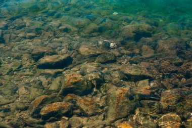 Yukarıdan su yoluyla su görünümünde balık. Şeffaf wat