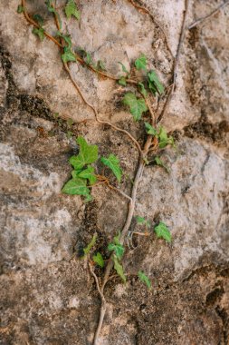 Alyans Ivy üzerinde