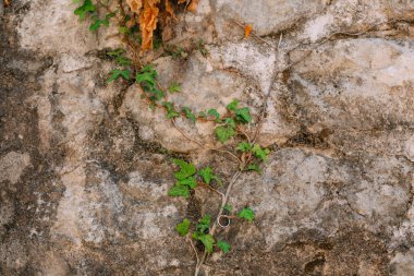 Alyans Ivy üzerinde