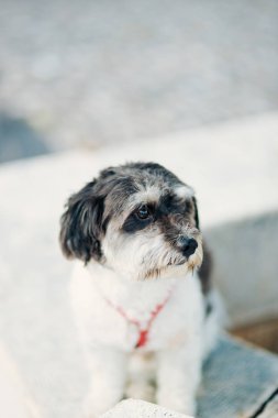 Bir köpek şehrin ana için bekliyor