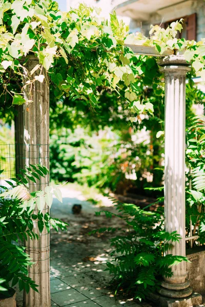 Starověké řecké sloupy. Území parku Milocer, Sveti Stefan — Stock fotografie