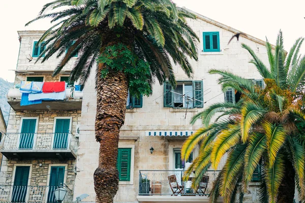 Palm tree. Date tree in Montenegro.