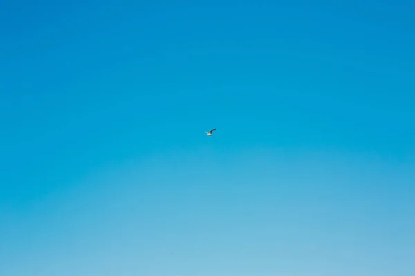 Gaivota voando no céu. Montenegro — Fotografia de Stock