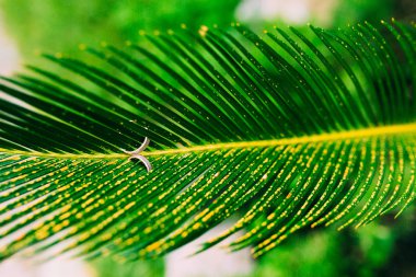 Alyans bir hurma üzerinde