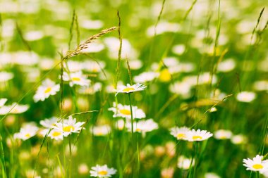 Yeşil çimenlerin üzerinde çiçek açan çiçekler papatya