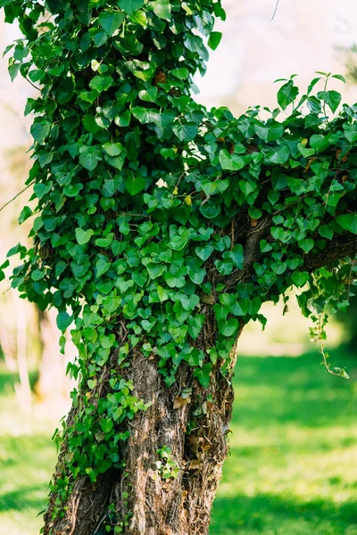 Bäume, die mit Efeu bewachsen sind. Textur von Wildpflanzen — Stockfoto