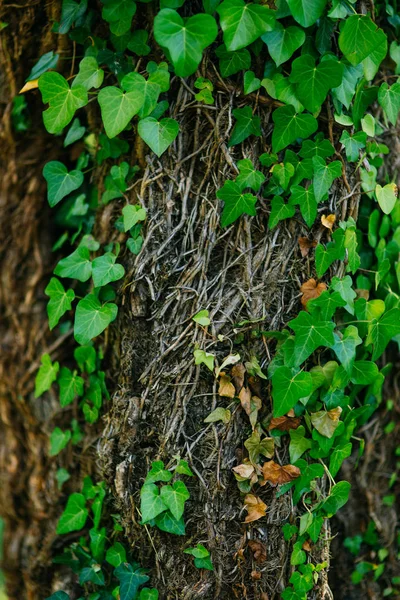 Ağaçlar Ivy ile büyümüş. Yabani bitkilerin doku — Stok fotoğraf