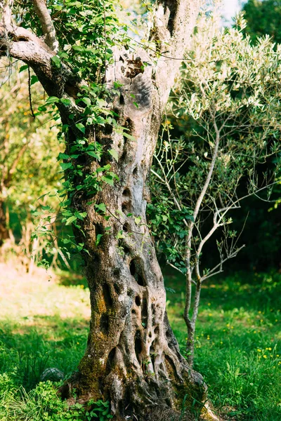 Primer plano del tronco de un árbol de aceitunas. Olivos y acelgas —  Fotos de Stock