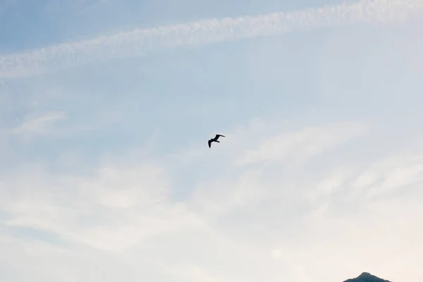 Mewa latające na niebie. Czarnogóra — Zdjęcie stockowe