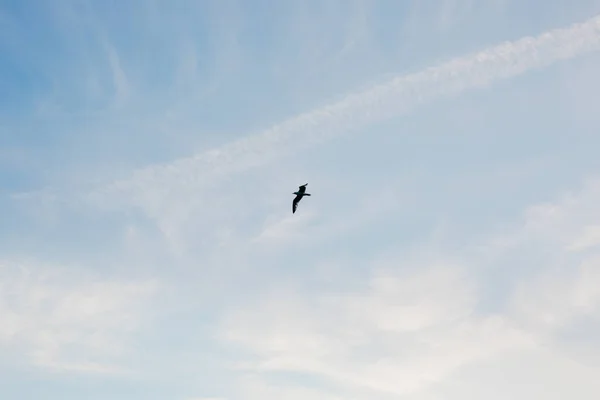 Gaivota voando no céu. Montenegro — Fotografia de Stock