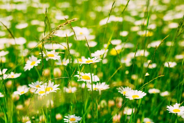 Цветущие цветы маргаритки на зеленой траве — стоковое фото