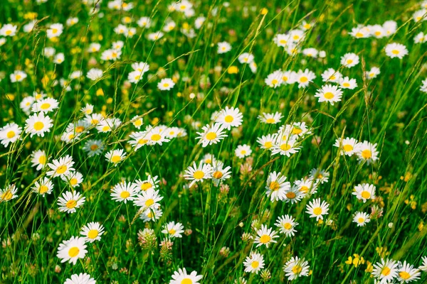 Blühende Blumen Gänseblümchen auf grünem Gras — Stockfoto