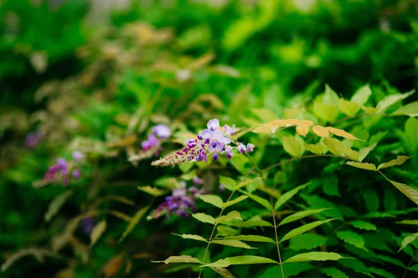 Ανθίζοντας δέντρο wisteria στο Μαυροβούνιο, στην Αδριατική και το αποφεύγουν να προβούν — Φωτογραφία Αρχείου