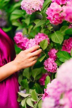 Pembe çiçekler ortancaları eller içinde. Büyük ortanca çalılar