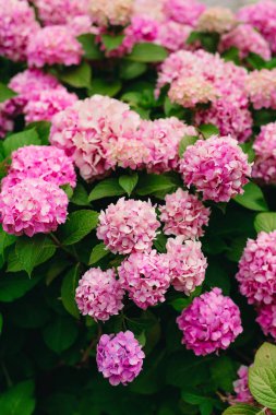 Karadağ sokaklarda çiçek açan ortanca