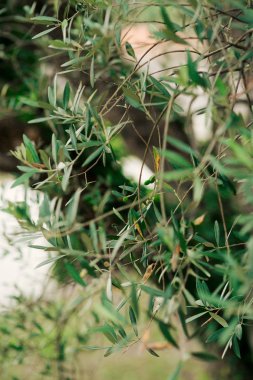 Zeytin dalı ile yaprakları yakın çekim. Zeytin bahçeleri ve bahçelerde M