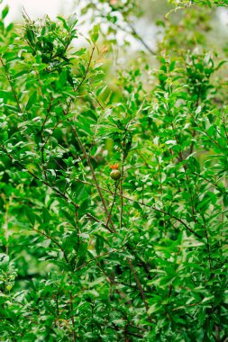 Orta ölçekli nar meyve Monteneg yeşil ağaç üzerinde