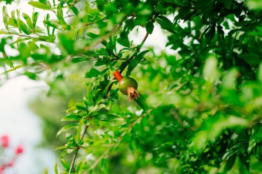 Orta ölçekli nar meyve Monteneg yeşil ağaç üzerinde