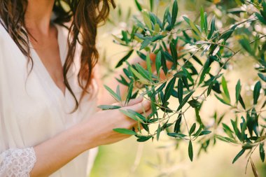 Zeytin dalı kadın elinde. Eller gelinin. Düğün Pzt