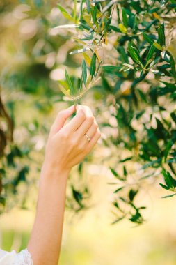Zeytin dalı kadın elinde. Eller gelinin. Düğün Pzt