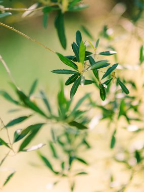 Zeytin dalı ile yaprakları yakın çekim. Zeytin bahçeleri ve bahçelerde M