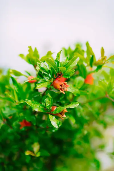 Frutto di melograno in fiore sull'albero — Foto Stock