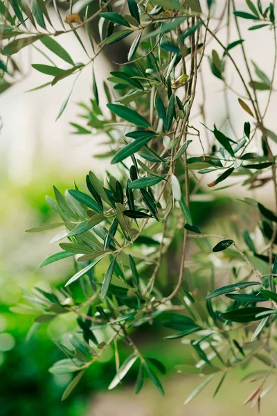Rama de olivo con hojas de cerca. Olivos y jardines en M — Foto de Stock