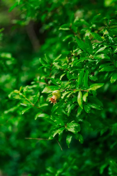 The medium-sized pomegranate fruit on the tree green in Monteneg — Stock Photo, Image