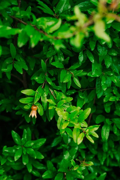 Liten Granatäpplen på trädet — Stockfoto