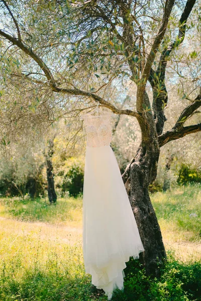 Oblubienica sukienka wisi na wieszaku na drzewa oliwnego. Zbieranie — Zdjęcie stockowe