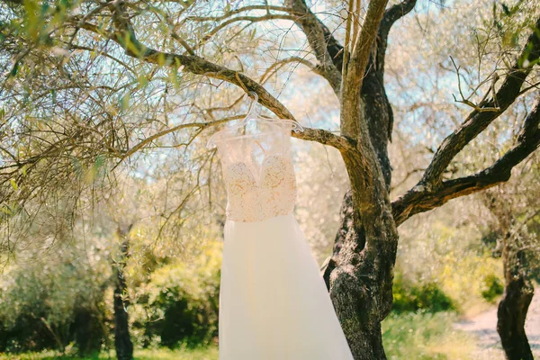Gelinler bir askı bir zeytin ağacı üzerinde üzerinde asılı elbise. Toplama — Stok fotoğraf