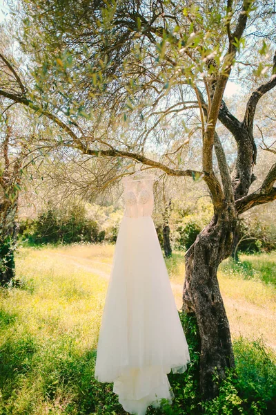 O vestido de noiva pendura em um cabide em uma oliveira. Recolha — Fotografia de Stock