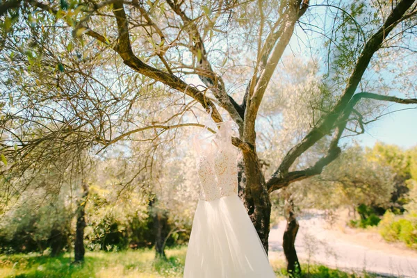 O vestido de noiva pendura em um cabide em uma oliveira. Recolha — Fotografia de Stock