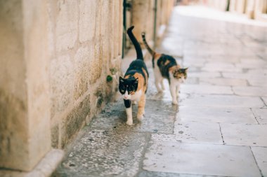 Dubrovnik'in tarihi şehir Budva, Kotor, Kedilerde. Hırvatistan ve Pzt