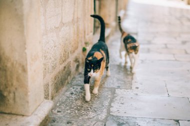 Dubrovnik'in tarihi şehir Budva, Kotor, Kedilerde. Hırvatistan ve Pzt