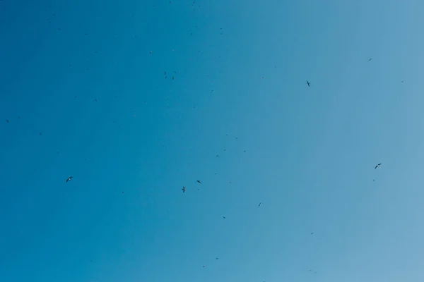 Зграя ластівок, що летять на блакитному небі — стокове фото