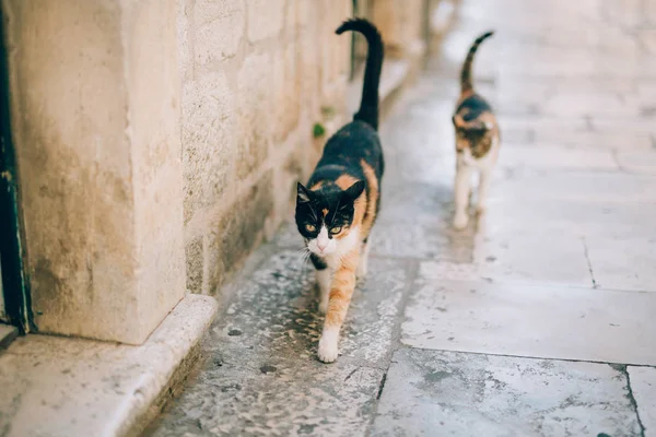 Katter i den gamla staden Budva, Kotor, Dubrovnik. Kroatien och Mon — Stockfoto