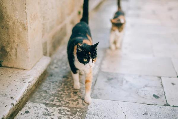 Gatos na cidade velha de Budva, Kotor, Dubrovnik. Croácia e Mon — Fotografia de Stock