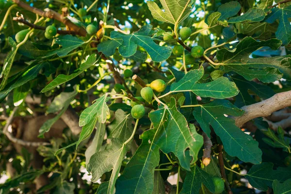 Vijgenbomen, klein fruit. Rijping van vijgen op boom — Stockfoto