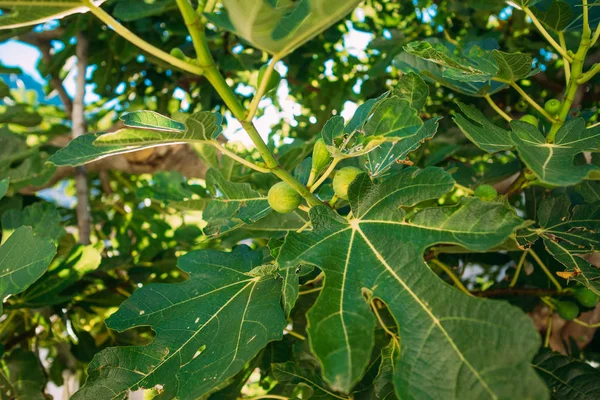 Figueiras, pequenos frutos. Figos em amadurecimento na árvore — Fotografia de Stock