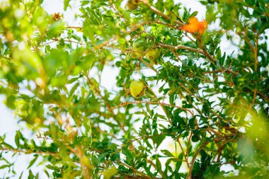 Orta ölçekli nar meyve Monteneg yeşil ağaç üzerinde