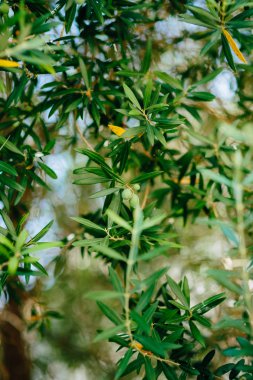 Meyve ile zeytin dalı. Zeytin bahçeleri ve bahçeleri Karadağ