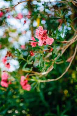 Çiçekli zakkum ağaçları Karadağ, Adriyatik Denizi ve